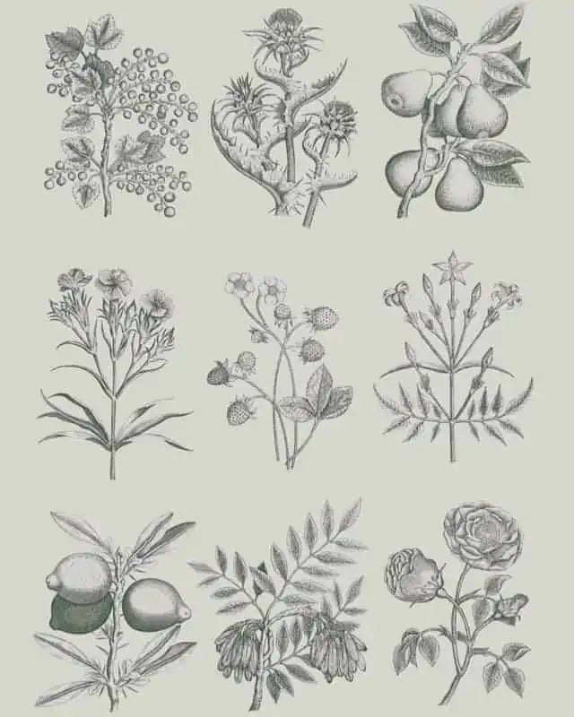 BOTANICAL DRAWINGS