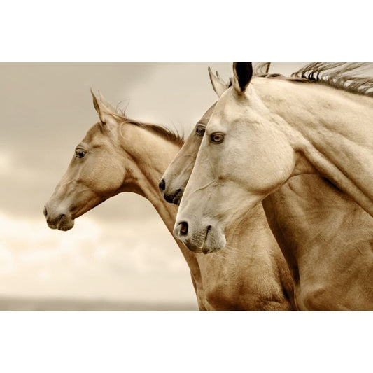 REVERSE SEPIA HORSES